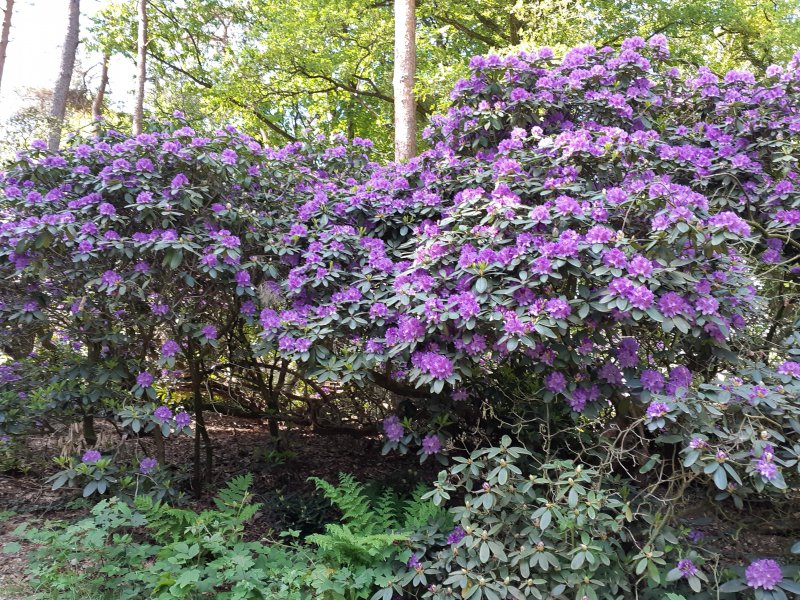 36-Rhodondendrons2