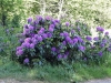 20-Rhodondendrons