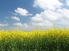 29-bloeiende-koolzaad-veld-in-de-voorkant-van-de-blauwe-hemel-saksen-duitsland